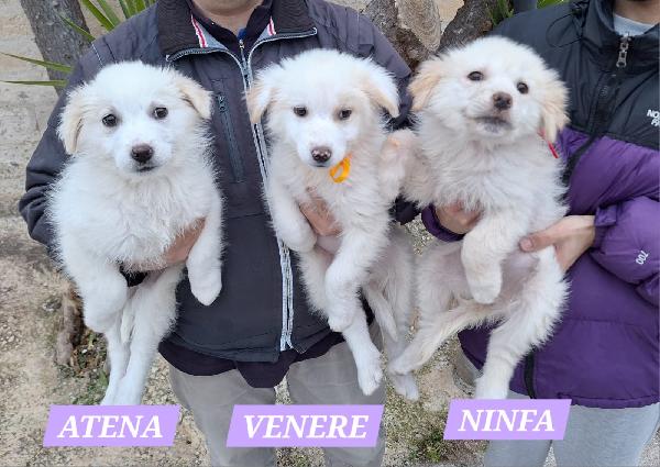 Sorelline adorabili in adozione Foto 3